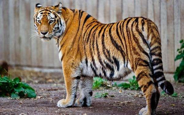 世界上高寿的老虎之一，活了20年，一场大战令它声名鹊起