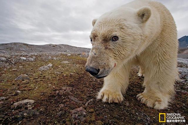 北极熊应对气候改变的四种方法