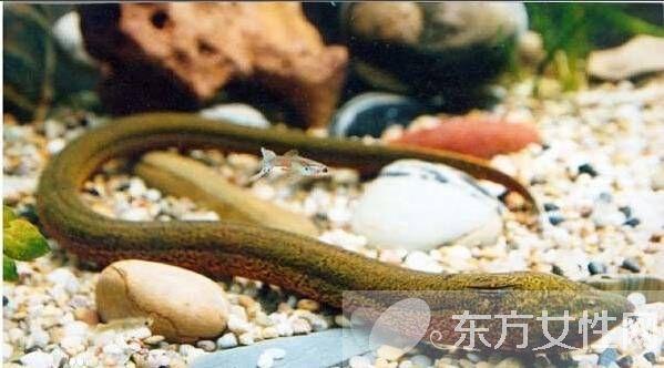 黄鳝鱼的六大家常做法，流口水的季节，你被馋到了吗？