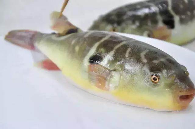 河豚为什么有毒河豚有剧毒