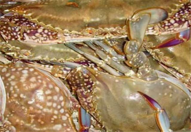梭子蟹应该怎样去养殖：池塘的消毒很重要，应该怎样去喂养？