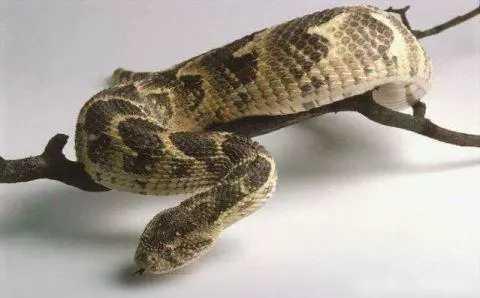 从毒液毒性来说,世界上最毒的蛇是生活在澳大利亚西北部的阿什莫尔