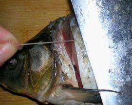 吃鲤鱼为什么要抽掉鱼腥线，那又该怎么抽呢？