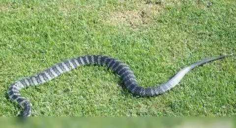 世界上最致命的十大毒蛇 第一名竟然是它？