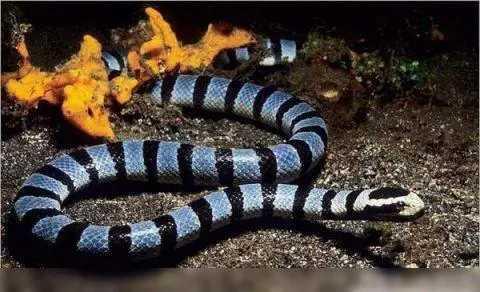 世界上最致命的十大毒蛇 第一名竟然是它？