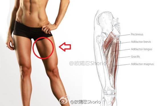 大腿内侧增肌训练：8个自重训练动作深度强化大腿内侧肌群
