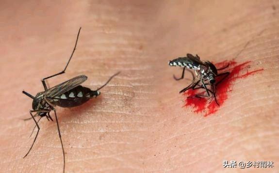 夏天到了！在农村用这几种方法来防蚊驱蚊效果很好！