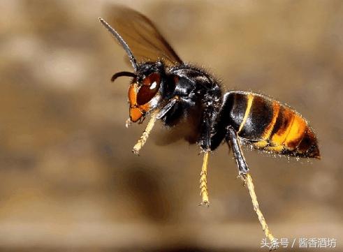 如何自制虎头蜂泡酒虎头蜂酒制作方法